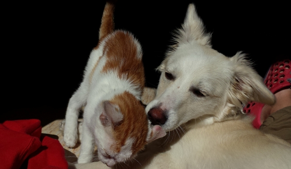 Coluna Cairo Santos: PENSÃO ALIMENTÍCIA PARA PETS