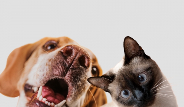 Cães e gatos devem ser registrados obrigatoriamente em Goiás