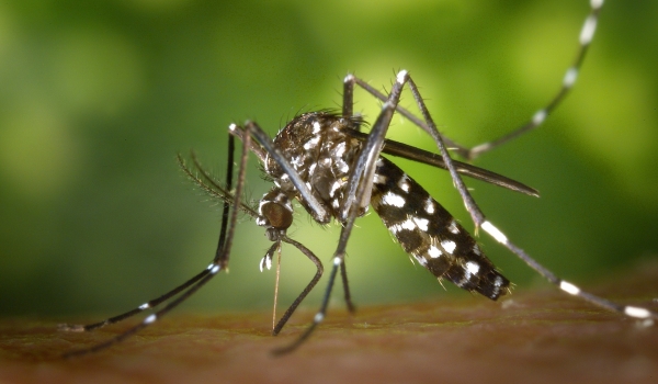 Controle biológico para Aedes aegypti é desenvolvido pela UFG