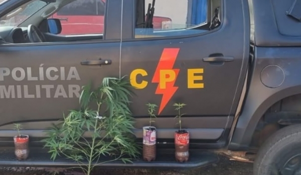CPE apreende pés de maconha no Sudoeste Goiano após serem anunciadas por app de mensagens