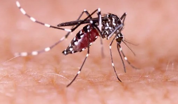 Dengue: Brasil registra 191% de aumento e Goiás ocupa 1º lugar em confirmados e em 2º em óbitos pela doença