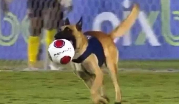 Final pernambucana tem cachorro policial invadindo o campo e roubando a bola do jogo