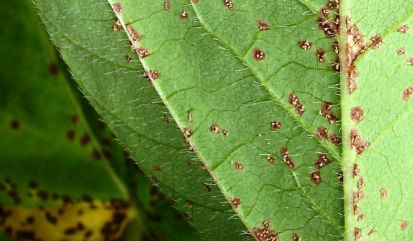 Rio Verde identifica 1º foco de Ferrugem Asiática de Goiás na safra de soja 21/22
