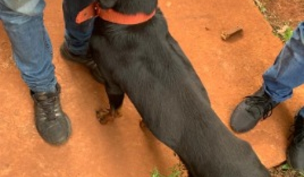 Homem é preso em flagrante por maus-tratos à cachorro