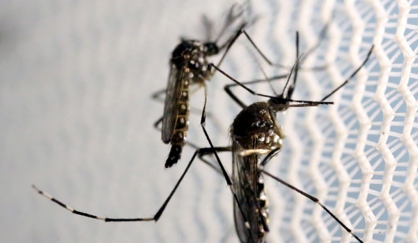 Goiânia lidera ranking de mortes por dengue em Goiás